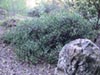 Arctostaphylos hookeri 'Ken Taylor' - Monterey Manzanita