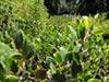Arctostaphylos hookeri 'Ken Taylor' - Monterey Manzanita