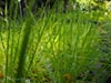 Deschampsia caespitosa - Tufted Hair Grass