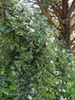 Clematis ligusticifolia - Western Virgin's Bower