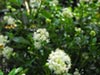 Ceanothus thyrsiflorus 'Snow Flurry' - Wild Lilac