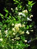 Ceanothus thyrsiflorus 'Snow Flurry' - Wild Lilac