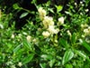 Ceanothus thyrsiflorus 'Snow Flurry' - Wild Lilac
