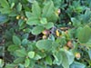 Rhamnus californica 'Mound San Bruno' - Coffeeberry