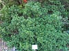Rhamnus californica 'Mound San Bruno' - Coffeeberry