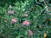 Salvia leucophylla - 