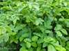 Aralia californica - Elk Clover
