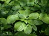 Cornus sessilis - Black-Fruit Dogwood