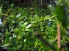 Ceanothus hearstiorum - Hearst Ceanothus