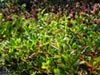 Arctostaphylos hookeri 'Buxifolia' - Manzanita
