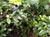 Vaccinium ovatum  - Huckleberry