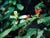 Ribes viburnifolium - Catalina Currant