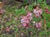 Ribes malvaceum  - Chaparral Currant