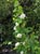 Amelanchier alnifolia  - Service Berry