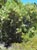Lyonothamnus floribundus asplenifolius  - Fernleaf Catalina Ironwood