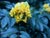 Berberis aquifolium  - Oregon Grape