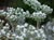 Eriogonum giganteum  - Saint Catherine