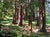 Sequoia sempervirens - Redwood
