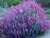 Lupinus albifrons  - Silver Bush Lupine