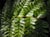 Dryopteris erythrosora  - Autumn Fern