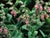 Lepechinia fragrans - Island Pitcher Sage