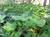 Oxalis oregana  - Redwood Sorrel