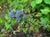 Ceanothus gloriosus exaltatus 