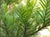 Sequoia sempervirens 