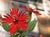 Silene californica  - Indian Pink