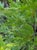 Calocedrus decurrens  - Incense Cedar