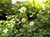 Vancouveria hexandra  - Redwood Ivy