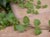 Satureja douglasii  - Yerba Buena