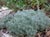 Artemisia pycnocephala 'David's Choice' - Sand Hill Sage