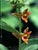 Epipactis gigantea - Stream Orchid