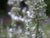 Salvia apiana  - White Sage