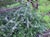 Ceanothus gloriosus 