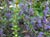 Ceanothus 