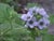 Phacelia bolanderi  - Caterpillar Flower
