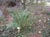 Woodwardia fimbriata - Giant Western Chain Fern