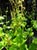 Tolmiea menziesii  - Piggy-Back Plant