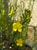 Helianthemum scoparium  - Sunrose