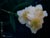 Carpenteria californica  - Bush Anemone