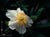 Carpenteria californica - Bush Anemone