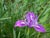 Iris innominata - Del Norte Iris