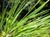 Pinus sabiniana  - Gray Pine