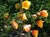 Fremontodendron 'Pacific Sunset' - Flannelbush