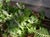 Tiarella trifoliata unifoliata - Sugar Scoop