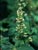 Tiarella trifoliata unifoliata  - Sugar Scoop
