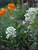 Erysimum concinnum  - Coast Wallflower
