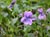 Viola adunca  - Western Dog Violet